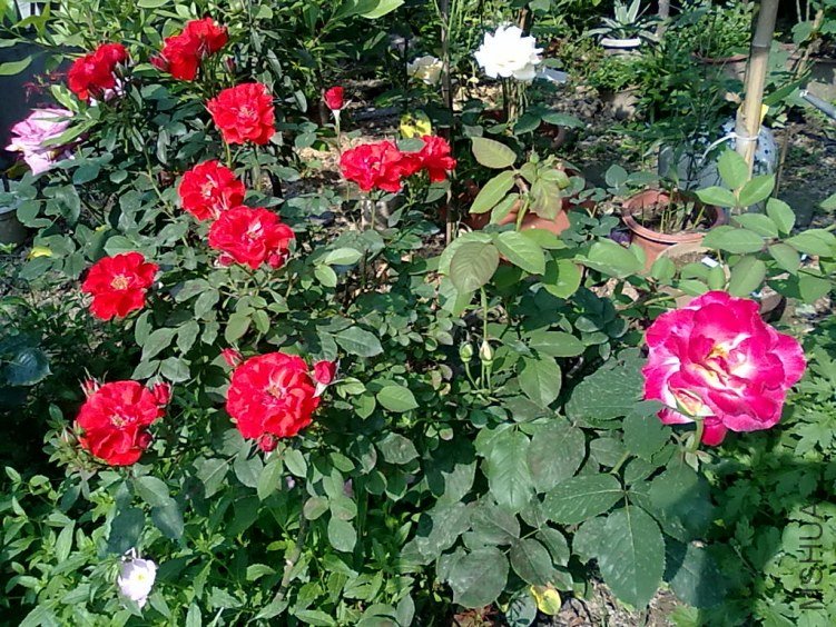 201205062431.jpg