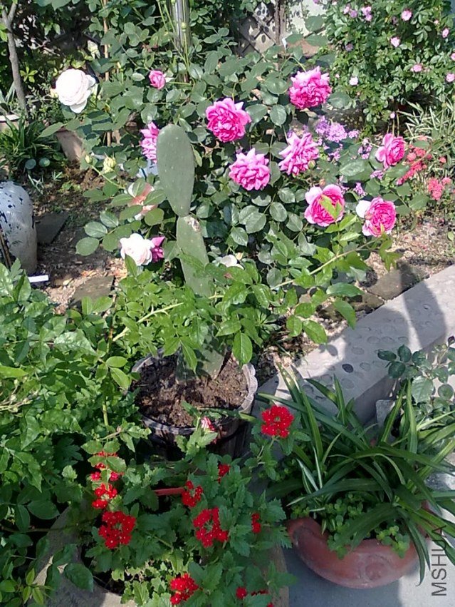 201205062432.jpg
