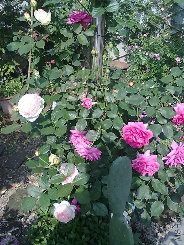 201205062433.jpg