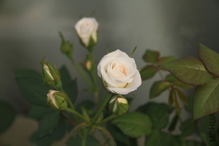 IMG_2950.JPG
