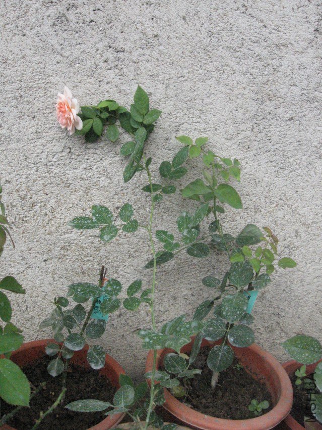 ��ת ��Ƭ 002.jpg