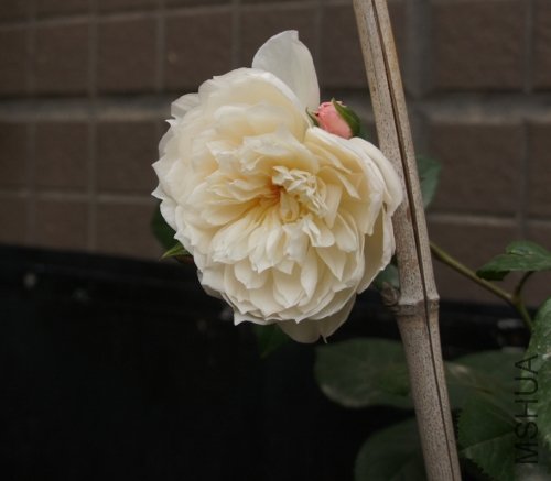 DSC00096 (500x437).jpg