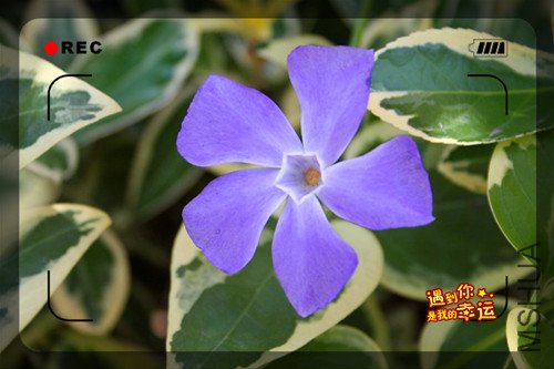 ��Ƭ 060_����Ҷ2.jpg