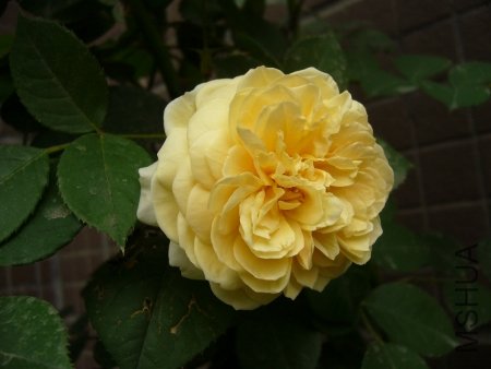 P1120683 (450x338).jpg