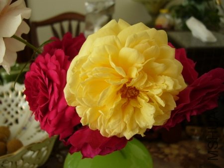 P1120694 (450x338).jpg