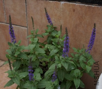 DSC00107 (450x392) (420x366).jpg