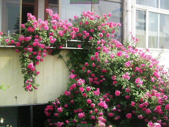 nEO_IMG_��Ƭ 009.jpg