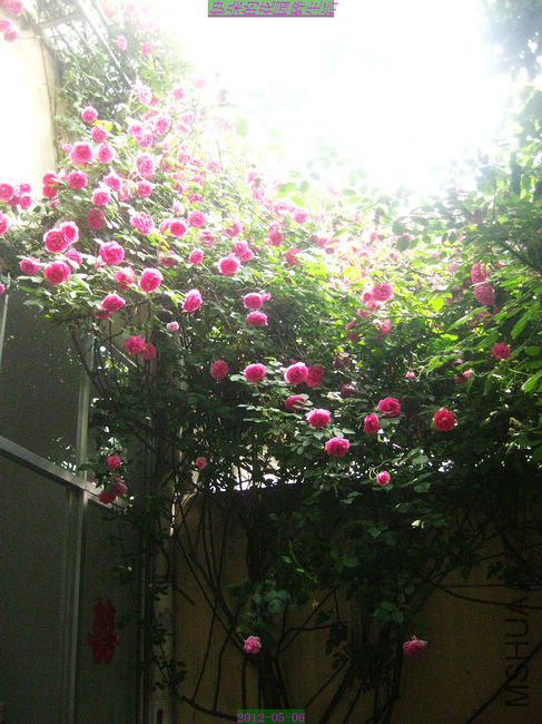 nEO_IMG_��Ƭ 026.jpg