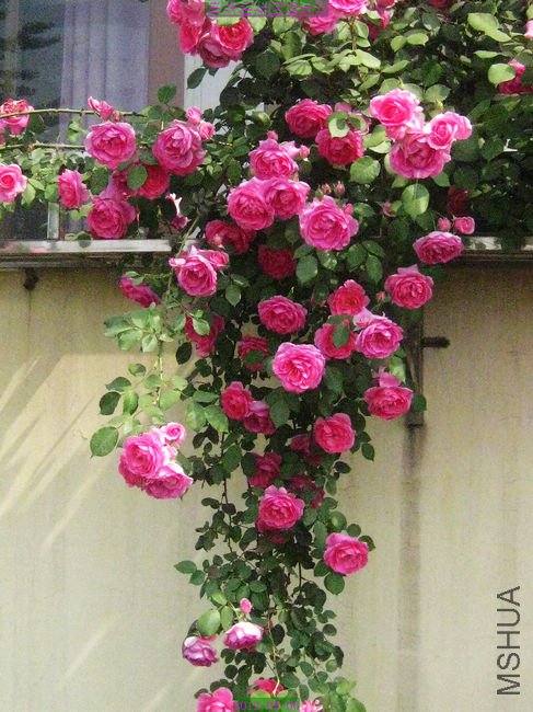 nEO_IMG_��Ƭ 021.jpg