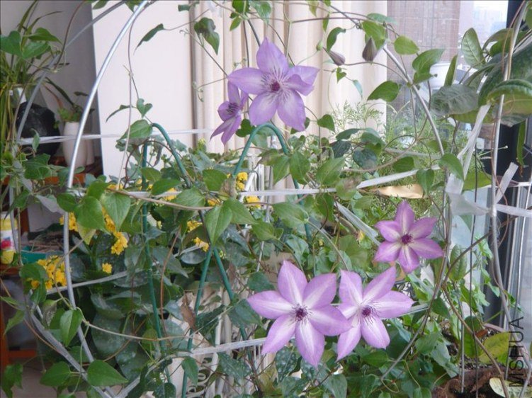 ���������а�