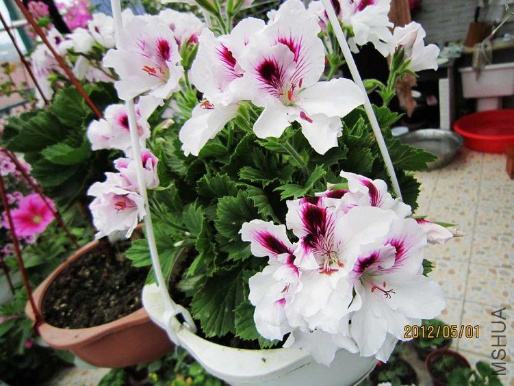 ����-�ʺ� (5).jpg