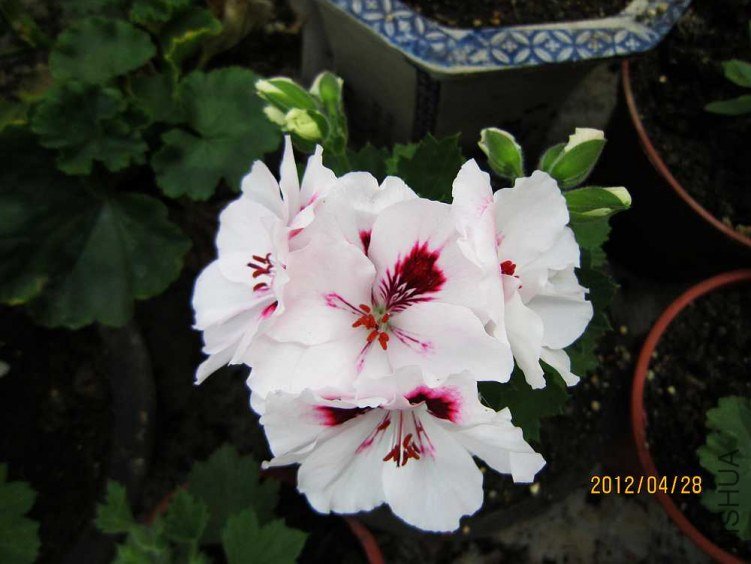 ����-�ʺ� (1).jpg