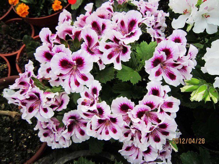 ����-���� (2).jpg