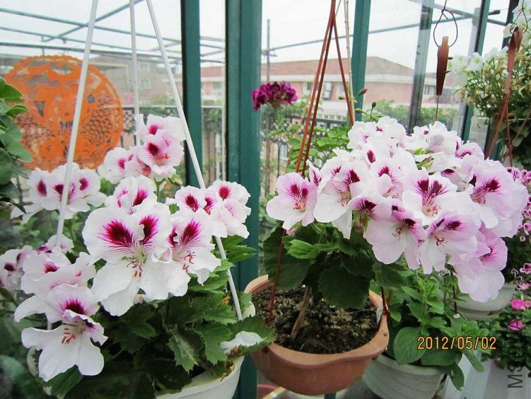 ����-��ɯ (7).jpg