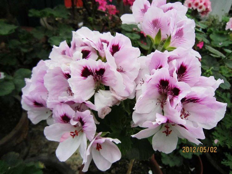 ����-��ɯ (5).jpg