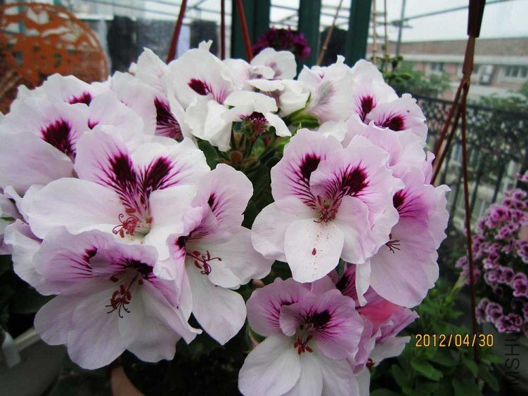 ����-��ɯ (3).jpg