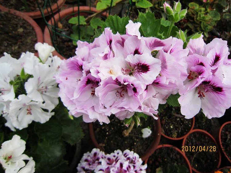 ����-��ɯ (1).jpg