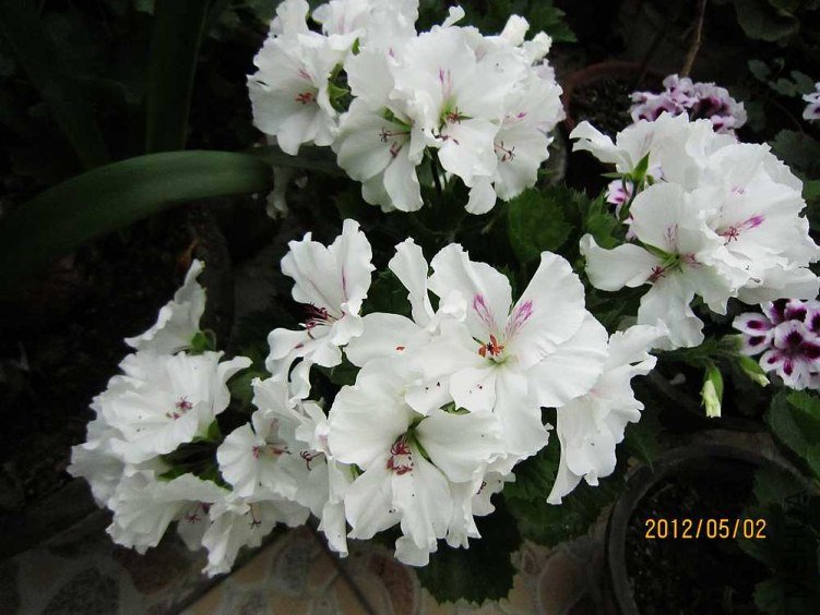 ����-���� (5).jpg