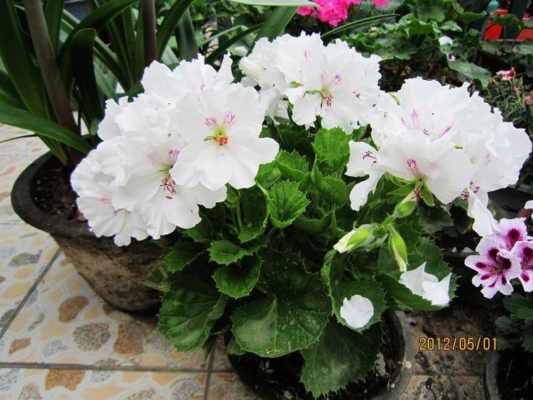 ����-���� (4).jpg