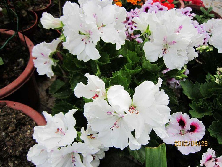 ����-���� (3).jpg