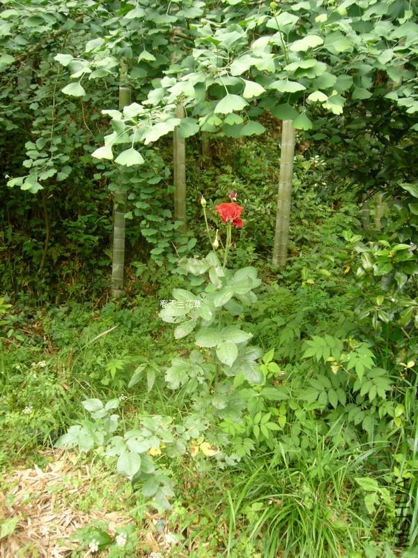 P1290130.JPG