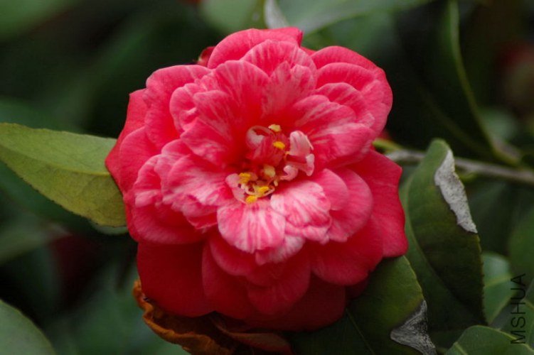 DSC_04470447.JPG