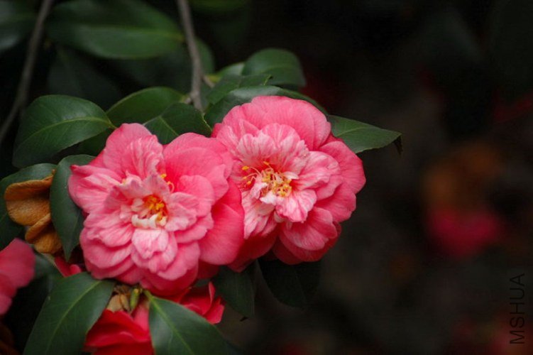 DSC_04510451.JPG