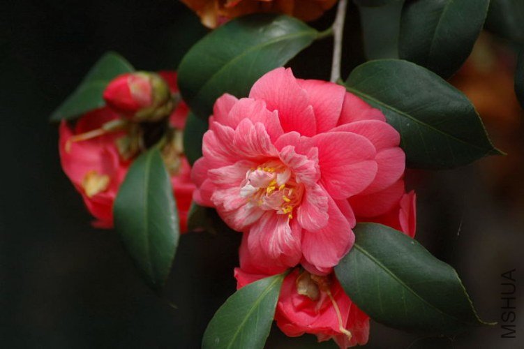 DSC_04620462.JPG