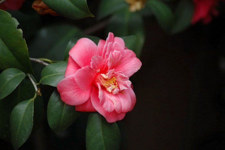 DSC_04650465.JPG