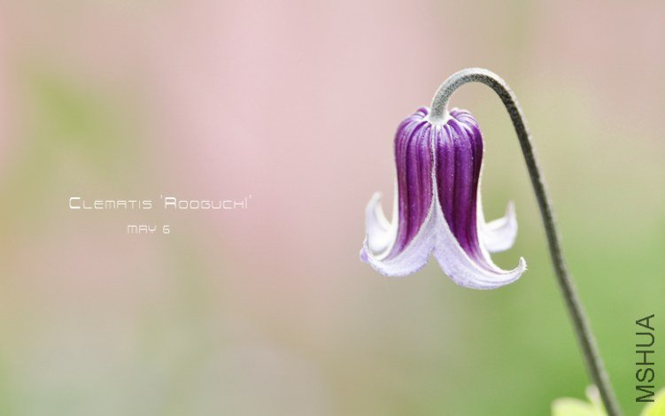 Clematis 'Rooguchi' .jpg