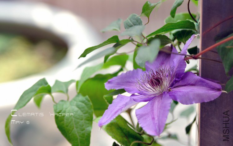 Clematis Kacper.jpg
