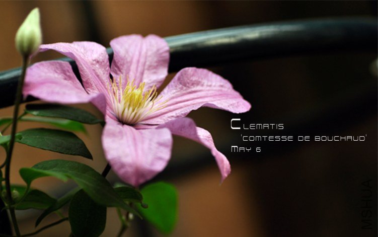 Clematis Comtesse de Bouchaud.jpg