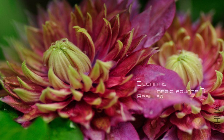 Clematis  ��Magic fountain��2.jpg