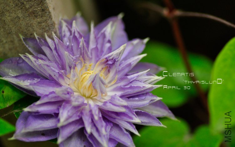 Clematis 'ThyrislunD'.jpg