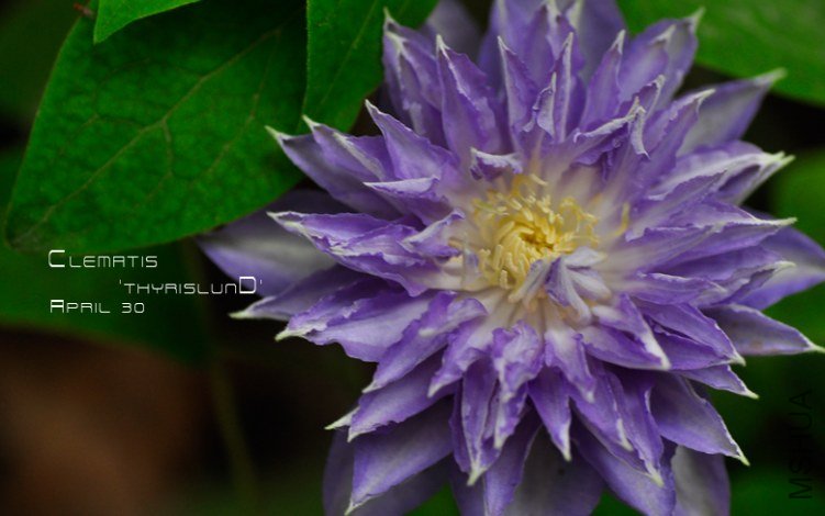 Clematis 'ThyrislunD'1.jpg