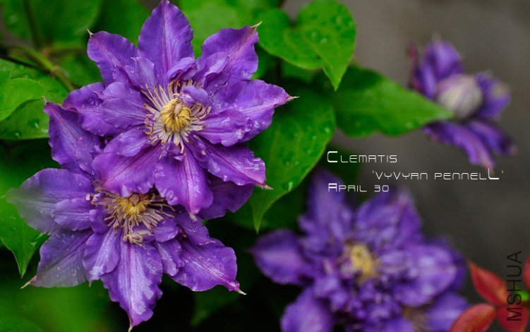 Clematis 'Vyvyan Pennell'3.jpg