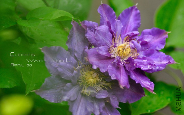 Clematis 'Vyvyan Pennell'4.jpg