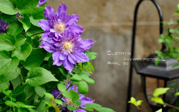 Clematis 'Vyvyan Pennell'5.jpg