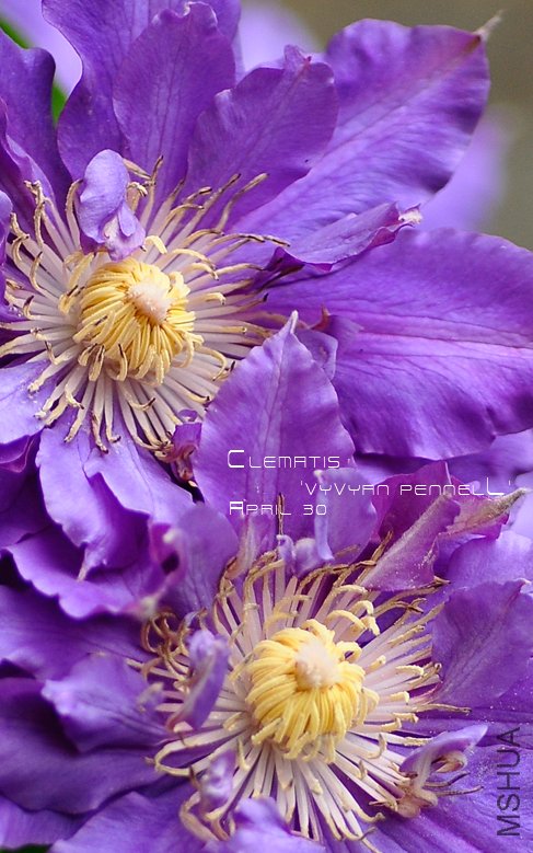 Clematis 'Vyvyan Pennell'6.jpg