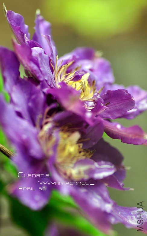 Clematis 'Vyvyan Pennell'9.jpg