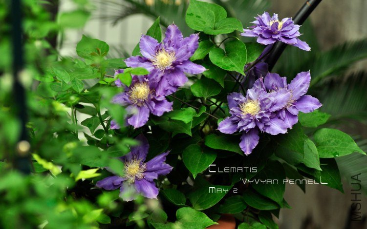 Clematis 'Vyvyan Pennell'52.jpg