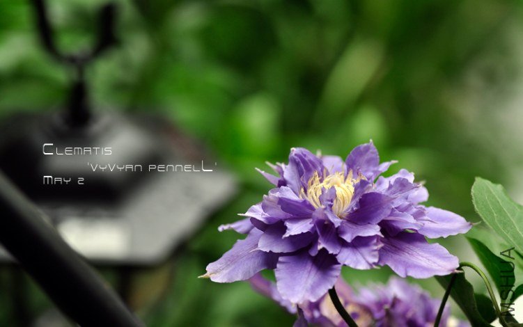 Clematis 'Vyvyan Pennell'53.jpg