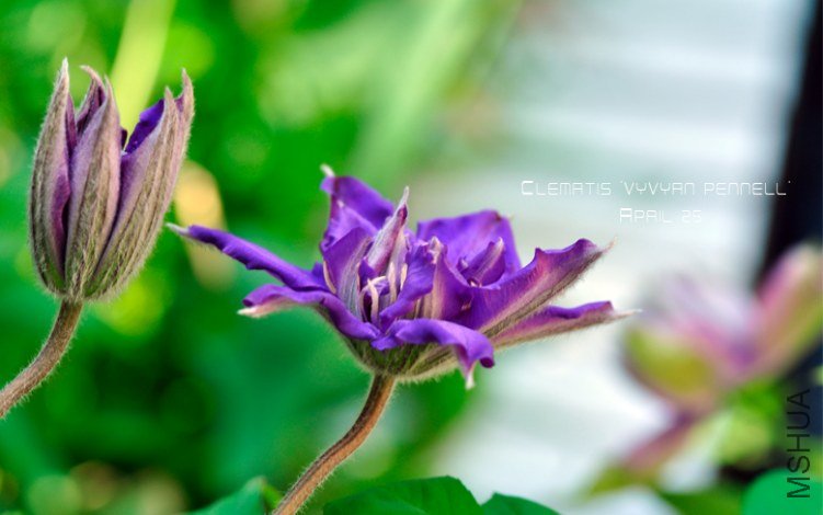 Clematis 'Vyvyan Pennell'2.jpg