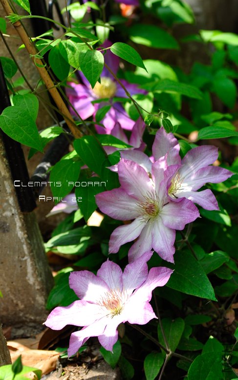 Clematis 'Rooran'8.jpg