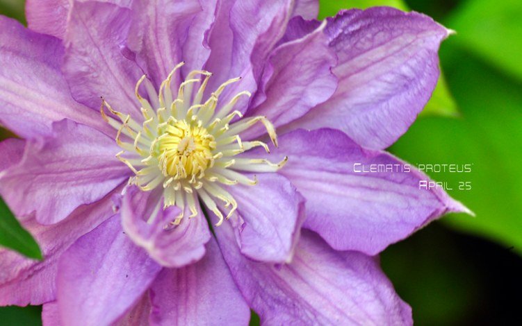 Clematis 'Proteus'2.jpg