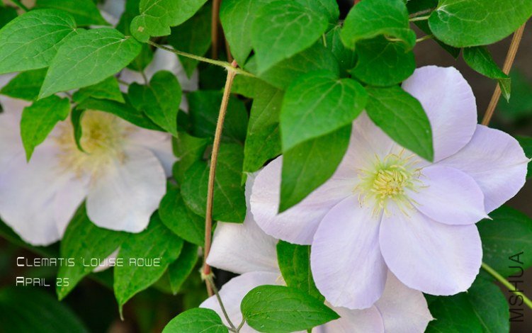 Clematis 'Louise Rowe'2.jpg