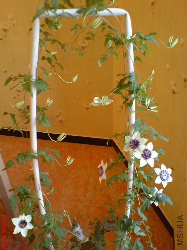 DSC03000.JPG