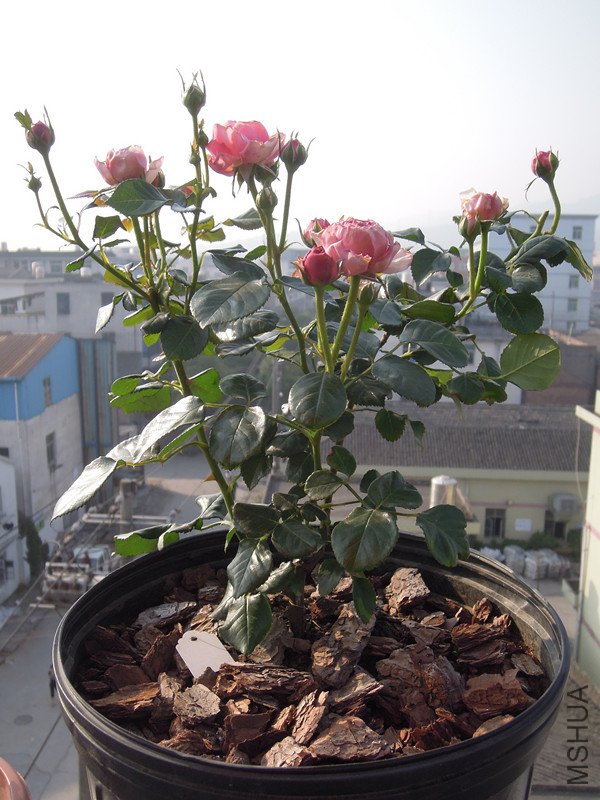 DSCN2919_����.jpg