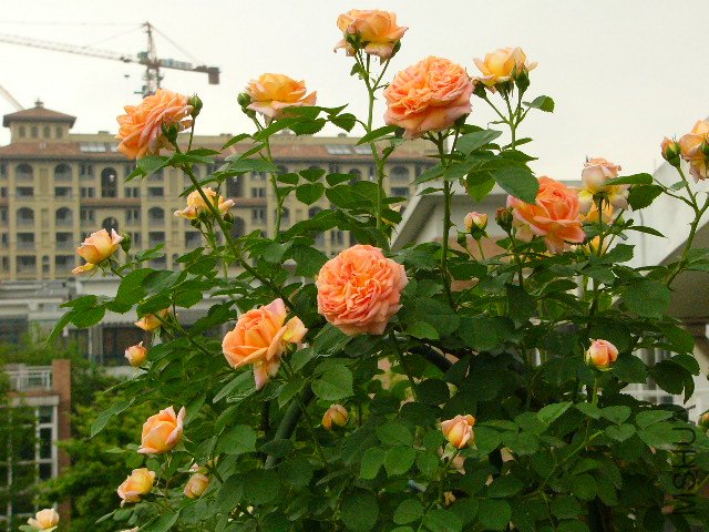 P1060683.JPG