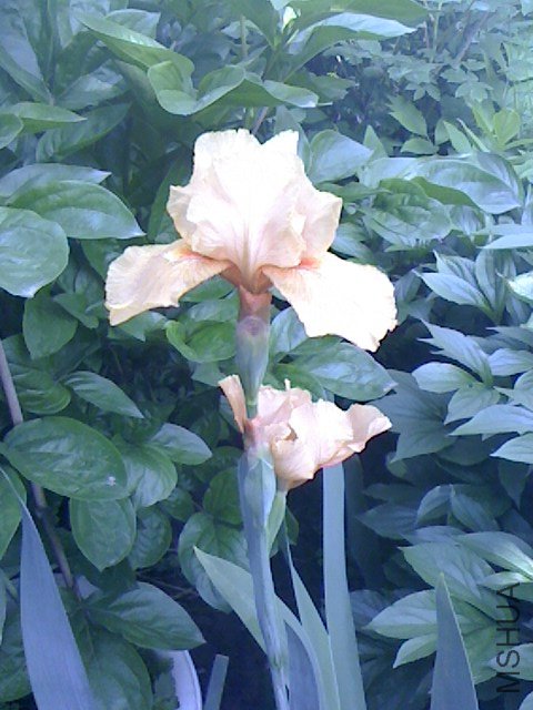 IMG0422084701.jpg